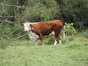 2012-12-09-43 Boomer (c) Jason Grossman.jpg